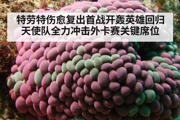 特劳特伤愈复出首战开轰英雄回归 天使队全力冲击外卡赛关键席位